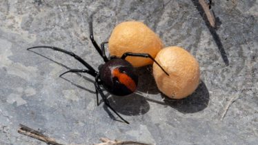 redback spider Australian black widow highly venomous spider redback spider with eggs