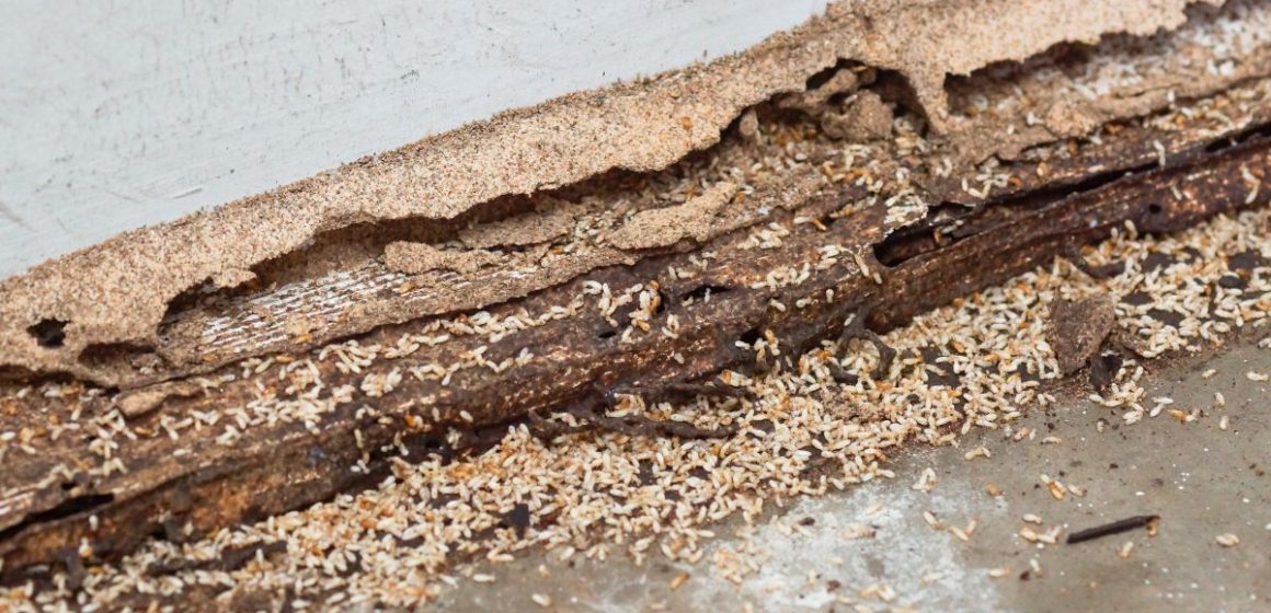 dunrite-timber-around-the-house-do-you-have-leaking-taps-then-watch-out-for-termites-min