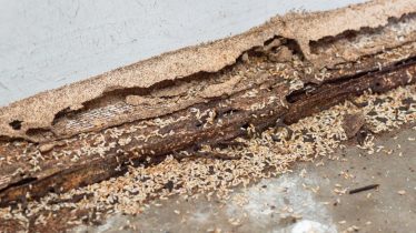 dunrite-timber-around-the-house-do-you-have-leaking-taps-then-watch-out-for-termites-min