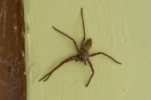 dunritehuntsmanhousespidermin Dunrite Termites Pest Control
