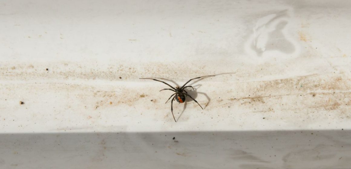 dunrite-redback-house-spider-min