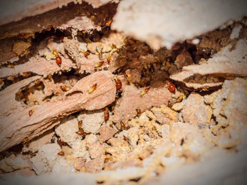 dunritetermitesinwintermonthssignsofinfestation Dunrite Termites Pest Control dunrite termites in winter months signs of infestation