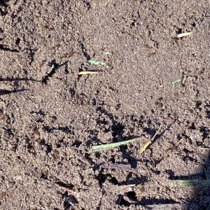 dunrite fire ants close up