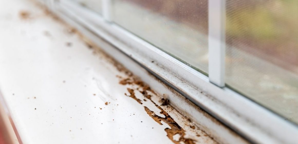 dunrite-why-pest-control-is-important-in-spring