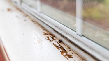 dunrite-why-pest-control-is-important-in-spring